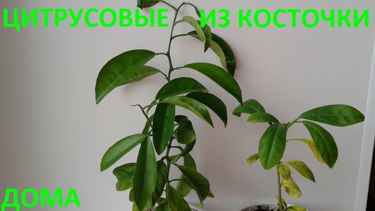 Цитрусовые в домашних условиях из косточки Цитрусовые в домашних условиях из косточки