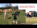 NOW THIS!: Kulikitaka Challenge - Animal Version  | Tik Tok Compilations April, 2020
