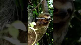 Découvrez Lunau Lanimal Le Plus Lent Du Monde