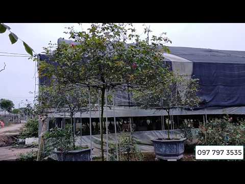 Bán cặp hồng cổ Sapa thân tree thân nguyên bản 0977973535