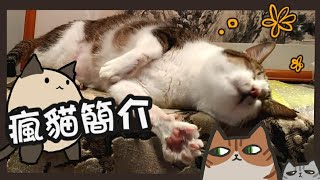 我家的瘋貓簡介~雖然只是為了測試手機錄影的產物