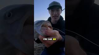 Il A Attrapé Un Surf Striper Avec Un Appât Que Nous Lui Avons Envoyé