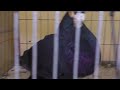 Laudino Murciano (Cehegin 2012).mp4