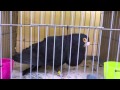 Laudino Murciano (Cehegin 2012).mp4