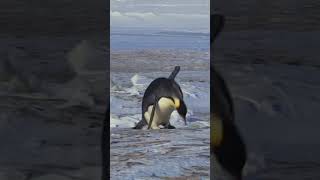 Penguin Funny Moments