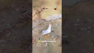 Bu Martılar Neden Gülüyor?