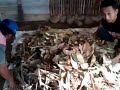 image Membuat Pakan Fermentasi Gedebog Pisang