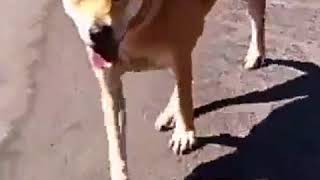 Meet Katie A Carolina Dog Currently Available For Adoption At Petango 9112018 22640 Pm