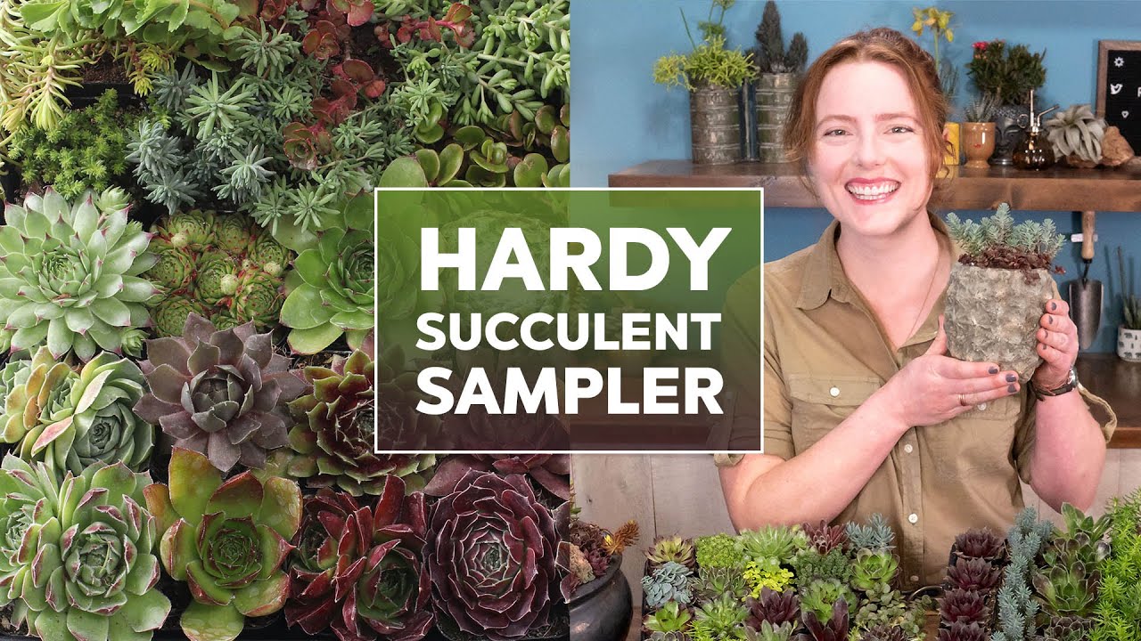 Hardy Succulent Trays - What are they & how to care for them