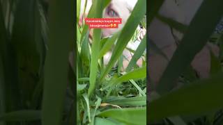 Cennetle Kovaladıkça Kaçan Ateş Böveğimmisin Nasıl Olmuş
