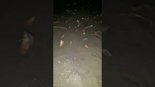 Melatih Belut Supaya Mau Pelet Ikan