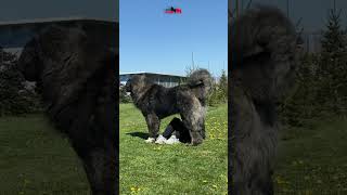 The Aesthetic Black Bear