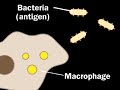 Humoral Immune Response Animation