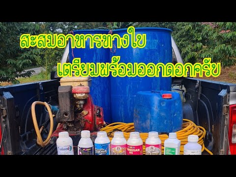 การฉีดสะสมอาหารทางใบ,#สะสมอาหารทางใบ,