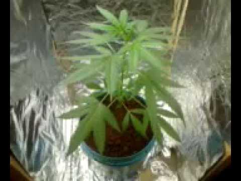 VIDEO CULTIVO MARIJUANA video cultivo marijuana: