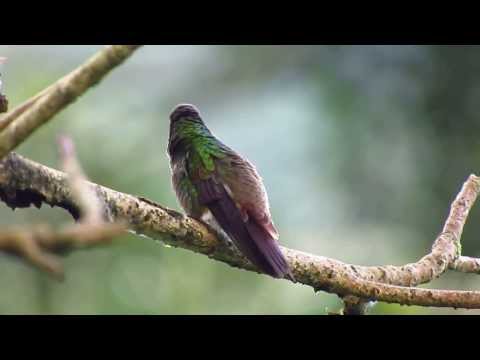 Header of Amazilia viridigaster