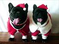*Christmas Dogs* - Friends & Family ecards - Christmas Greeting Cards *Christmas Dogs* - Friends & Family ecards - Christmas Greeting Cards
