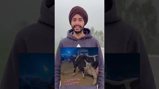 80Kg 756Gram Per Day Milk Of Cow