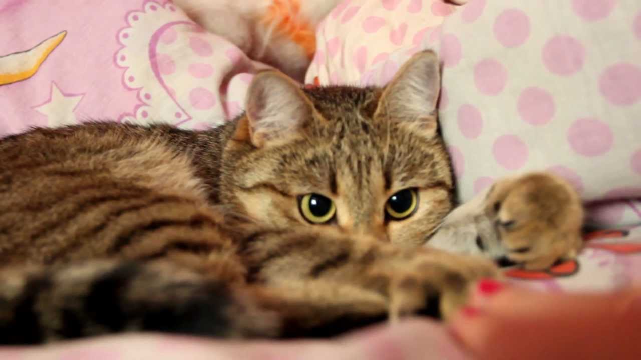 Рыжие малышки ласкают киски