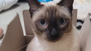 Happiness In The Box