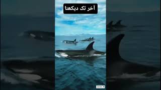 Hasbi Rabbi Jallalah Viral Shark Videohasbi Rabbi Jallallah Famous Arabic Video