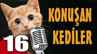 Konuşan Kediler 16 - En Komik Kedi ları