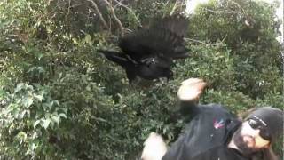 Watch Frenzal Rhomb Bird Attack video