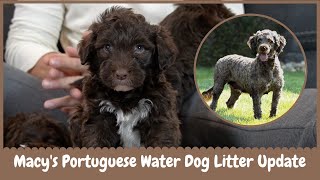 Macy's Portuguese Water Dog Litter Update