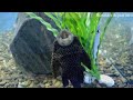 Видео Харьковский океанариум Немо - Pterygoplichthys gibbiceps Птеригоплихт парчовый