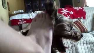 Petting Puppy With My Foot