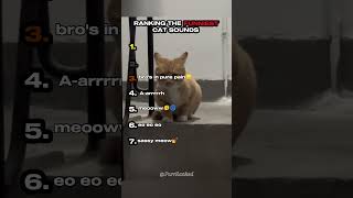 Ranking The Funniest Cat Sounds Part 3
