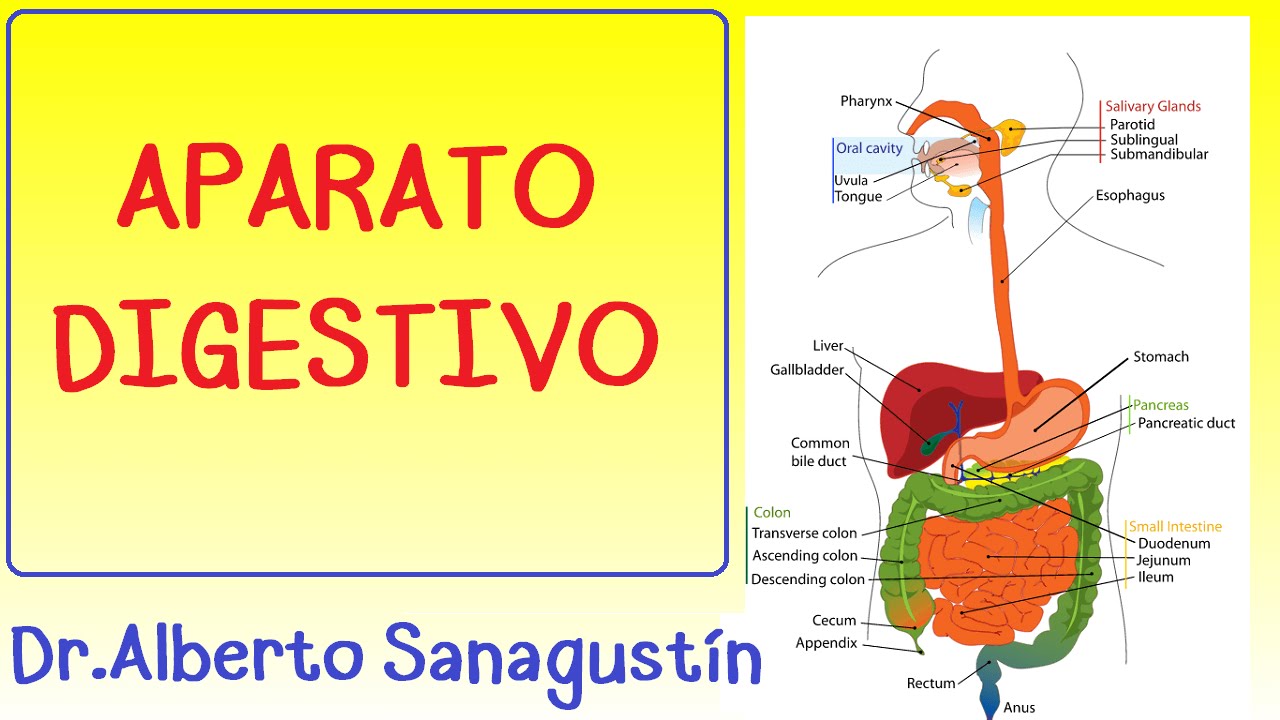 Aparato Digestivo Anatomia Y Fisiologia Pdf Free