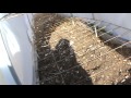 hoophouse/growthru for tomato plants