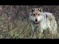 Grant Creek Wolves