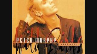 Video Answer is clear Peter Murphy