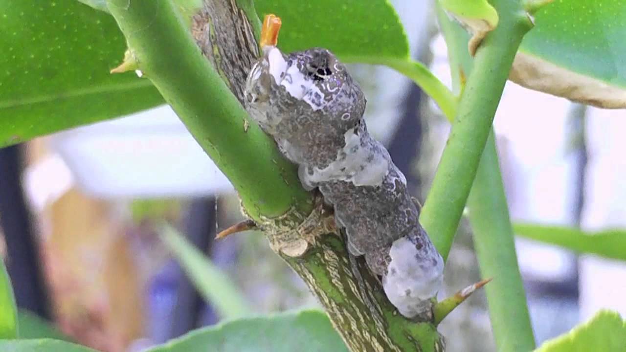 Bizarre Snake Tongue Caterpillar YouTube