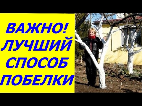 Цветы для тени цветущие все лето или что посадить на клумбе в РОДОДЕНДРОН : как правильно купить саженец для посадки?