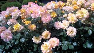 Watch Viktor Lazlo Sweet Soft N Lazy video