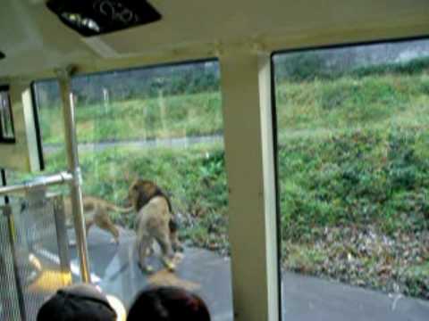 ライオンバス－多摩動物公園（東京都日野市）