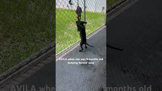 3 Month Old American Pitbull Puppy Keeping Herself Busy Mexican Eli Jeep Redboy