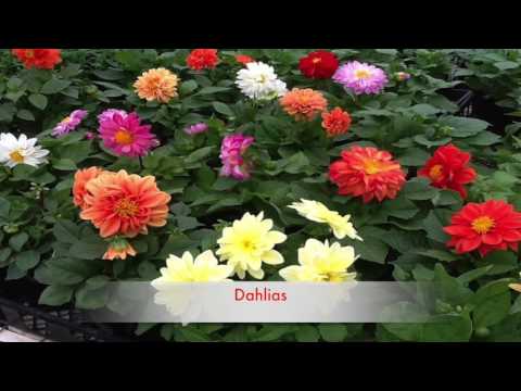 Blooms that last all summer long!