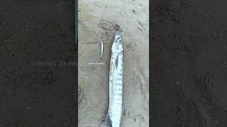 I Caught A Giant Barracuda