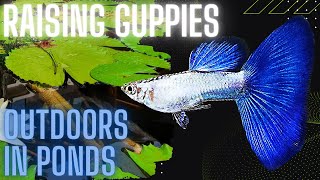 Can You Breed Guppies In Outdoor Pond Or Tub ?