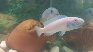 Ağzı yavru dolu ciklet balığı nasıl anlaşılır  | Prenses balığı 🐬