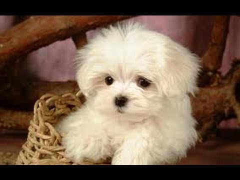 Мальтийская болонка. Мальтезе (Maltese). Породы собак ...