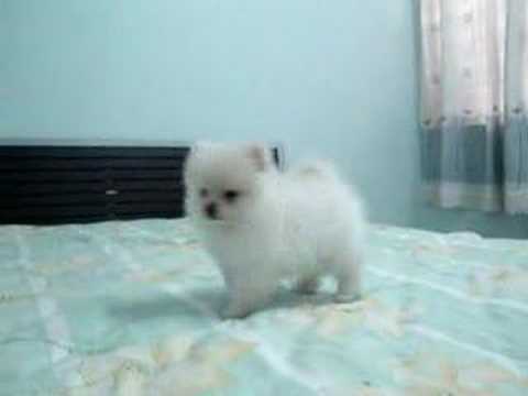 White Pomeranian Puppy