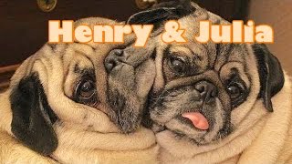 Henry Julia The Pugs Are Famous Children 39 S Bedtime Story Meditation Henry Julia The Pugs Are Famous Children 39 S Bedtime Story Meditation