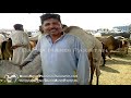 White Camel In Shahpur Kanjra Mandi 2013 images White Camel In Shahpur Kanjra Mandi 2013
