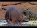 Hippo Licks Croc