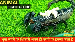 जब शकर अपन ह जनवर पर हमल करत ह When Predators Attack Their Own